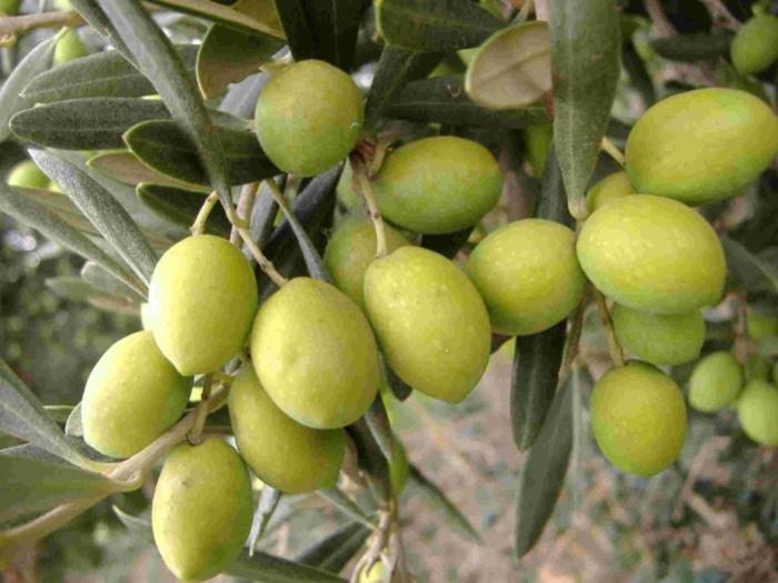 Tenuta Sidore Cursi Bagian luar foto