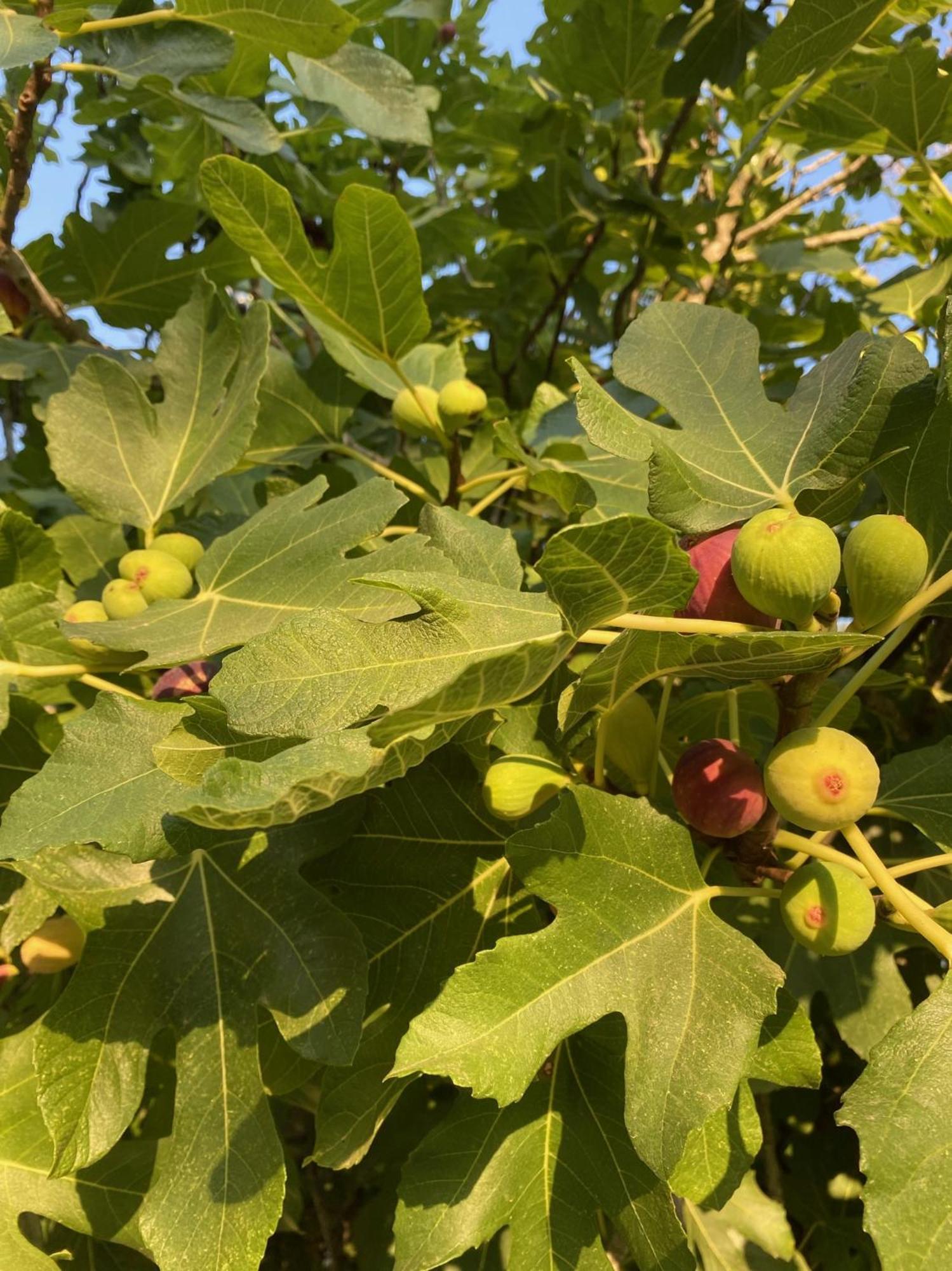 Tenuta Sidore Cursi Bagian luar foto